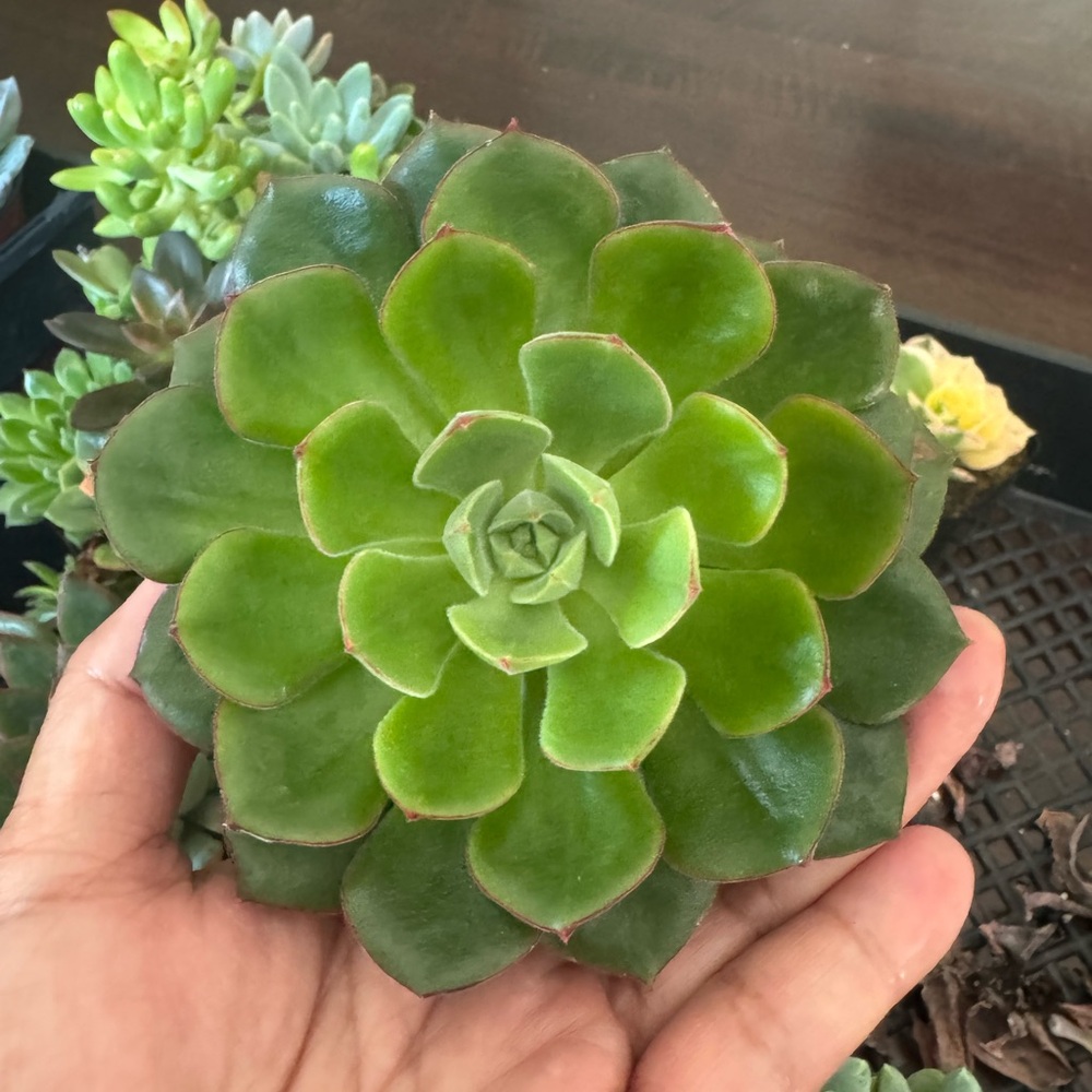 Echevarria Rosete